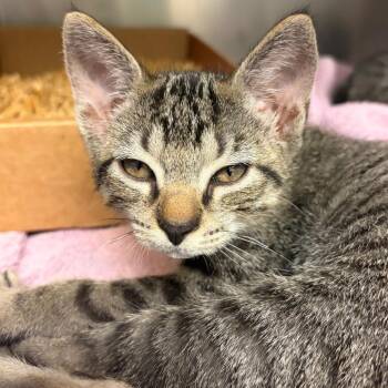Jersey -  Domestic Short Hair Cat for Adoption in Nashville, Tennessee - Jersey | PetCurious