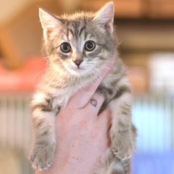 Nicola -  Domestic Short Hair Cat for Adoption in Belleville, Illinois - Nicola | PetCurious