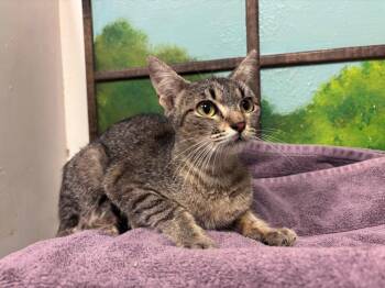SADIA -  Domestic Short Hair Cat for Adoption in Houston, Texas - SADIA | PetCurious