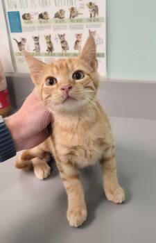 Puddle -  Domestic Short Hair Cat Available for Adoption in Athens, Tennessee - Puddle | PetCurious