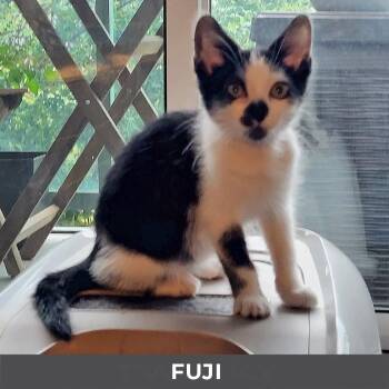 Fuji -  Domestic Short Hair Cat for Adoption in Toronto, Ontario - Fuji | PetCurious