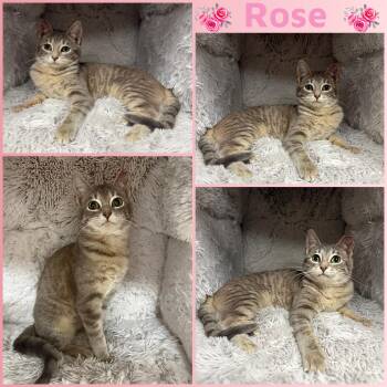 Domestic Short Hair Cats Available for Adoption - Rose | PetCurious