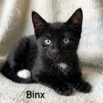Binx -  Bombay and Domestic Short Hair Cat for Adoption in Wyandotte, Michigan - Binx | PetCurious