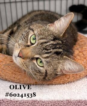 Tabby Cats Available for Adoption - Olive  | PetCurious