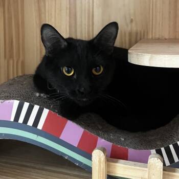 Panther -  Domestic Short Hair Cat for Adoption in Yucca Valley, California - Panther | PetCurious