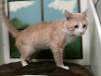 TOM-TOM -  Domestic Short Hair Cat for Adoption in Houston, Texas - TOM-TOM | PetCurious