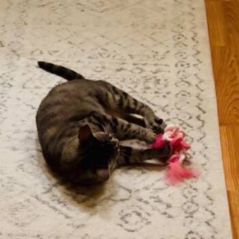 Little Lady -  Domestic Short Hair and American Shorthair Cat for Adoption in Houston, Texas - Little Lady | PetCurious