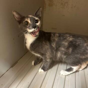 Gemini -  Domestic Short Hair Cat for Adoption in Enterprise, Alabama - Gemini | PetCurious