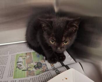 Pen 42 Artichoke -  Domestic Short Hair Cat for Adoption in Lawrenceville, Georgia - Pen 42 Artichoke | PetCurious