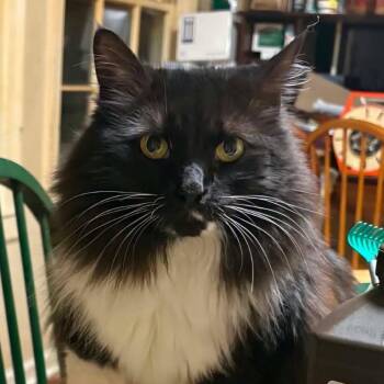 Irene -  Domestic Long Hair Cat for Adoption in New York, New York - Irene | PetCurious