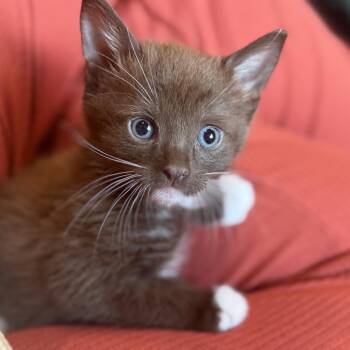 Wonka -  Domestic Short Hair Cat for Adoption in Calimesa, California - Wonka | PetCurious