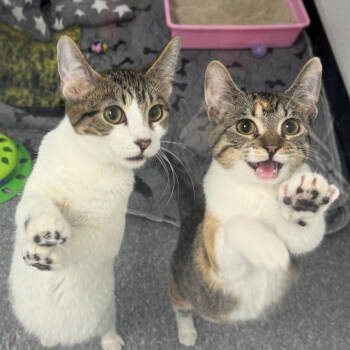 Rescue Domestic Short Hair Cats for Adoption in Zimmerman, Minnesota - Star Lord | PetCurious