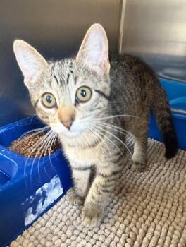 Domestic Short Hair Cats Available for Adoption in Maryville, Missouri - Molly | PetCurious