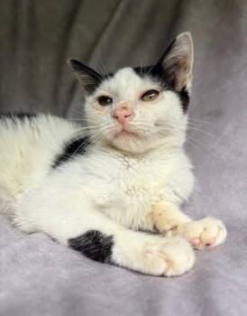 Emmie -  Domestic Short Hair Cat for Adoption in Raleigh, North Carolina - Emmie | PetCurious