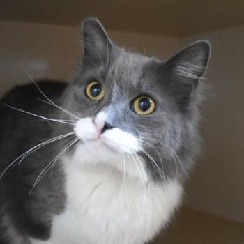 Domestic Long Hair Cats Available for Adoption in Flagstaff, Arizona - Sam | PetCurious