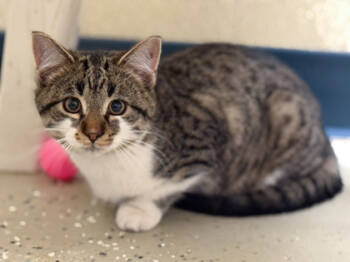 Rescue Domestic Short Hair Cats for Adoption in Baraboo, Wisconsin - Big Mac | PetCurious