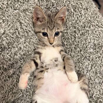 Maple -  Domestic Short Hair Cat for Adoption in Quail Heights, Florida - Maple | PetCurious