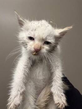 HUEY - ADOPTION PENDING -  Domestic Short Hair Cat for Adoption in Ontario, California - HUEY - ADOPTION PENDING | PetCurious