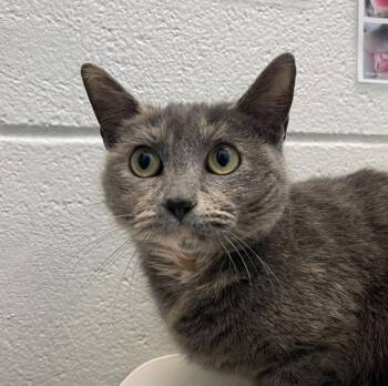 Domestic Short Hair Cats Available for Adoption - Katie | PetCurious