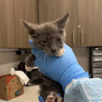 ELLIOT -  Domestic Short Hair Cat for Adoption in Baytown, Texas - ELLIOT | PetCurious