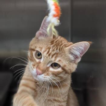 Billy Goat -  Domestic Short Hair Cat for Adoption in Seattle, Washington - Billy Goat | PetCurious