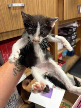 BOOTS -  Domestic Short Hair Cat for Adoption in Stockton, California - BOOTS | PetCurious