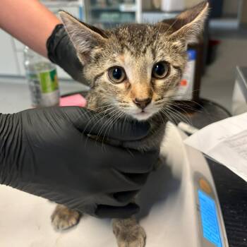 Fern -  Domestic Short Hair Cat for Adoption in Huntington, West Virginia - Fern | PetCurious