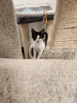 Vidalia -  Domestic Short Hair Cat for Adoption in Westfield, Wisconsin - Vidalia | PetCurious