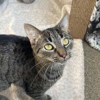 Afternoon Tea -  Domestic Short Hair Cat for Adoption in Chicago, Illinois - Afternoon Tea | PetCurious