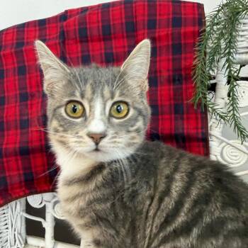 Domestic Short Hair Cats Available for Adoption - Hollis Devlinhart 55729 | PetCurious
