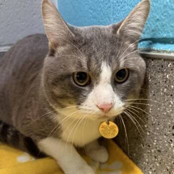 Domestic Short Hair Cats Available for Adoption in Lansing, Michigan - Milo | PetCurious