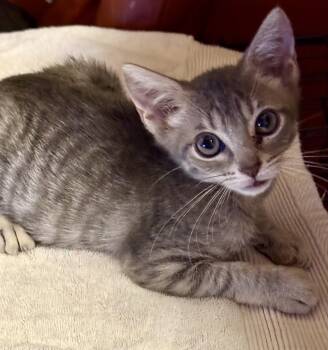 Rescue Domestic Short Hair and Abyssinian Cats for Adoption in Boca Raton, Florida - Leila & Lucas BONDED | PetCurious