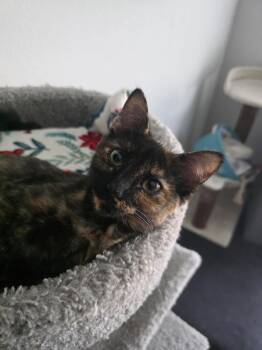 Ethel -  Domestic Short Hair Cat for Adoption in Frisco, Texas - Ethel | PetCurious