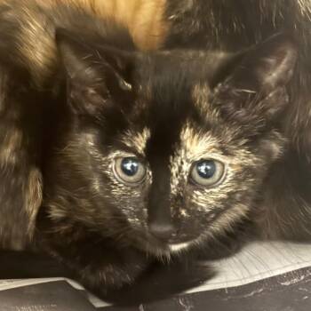 Sabine (blue) -  Domestic Short Hair Cat for Adoption in Winston-salem, North Carolina - Sabine (blue) | PetCurious