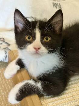 Hook -  Domestic Short Hair Cat for Adoption in St. Peters, Missouri - Hook | PetCurious