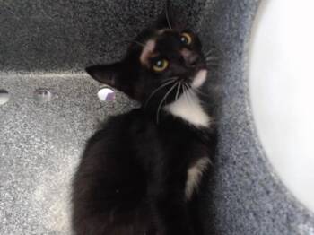 LUCY -  Domestic Short Hair Cat for Adoption in Orlando, Florida - LUCY | PetCurious
