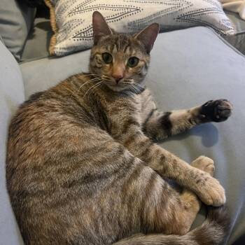 Rescue Domestic Short Hair Cats for Adoption in New York, New York - Cherry Blossom | PetCurious