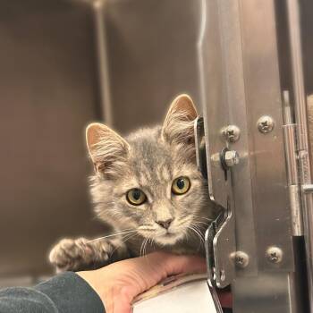 Doorknob Girl -  Domestic Medium Hair Cat for Adoption in Davenport, Iowa - Doorknob Girl | PetCurious