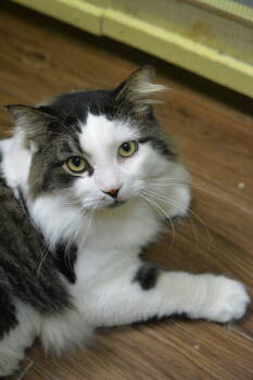 Rescue Domestic Long Hair Cats for Adoption in Montreal, Quebec - Jeannot | PetCurious
