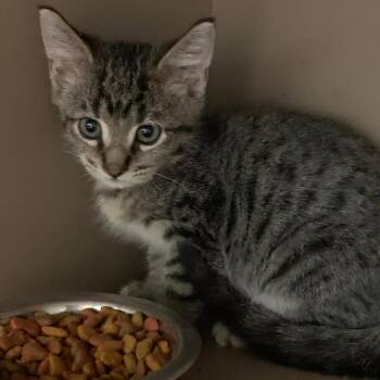 Lime -  Domestic Short Hair Cat for Adoption in Cleveland, Mississippi - Lime | PetCurious