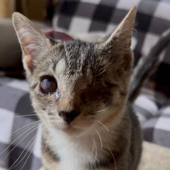 Bambi -  Domestic Short Hair Cat for Adoption in Newark, New Jersey - Bambi | PetCurious