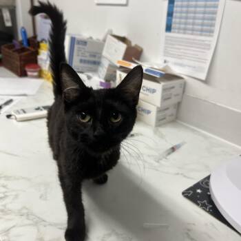 Domestic Medium Hair Cats Available for Adoption in St. Louis, Missouri - Carmenia | PetCurious