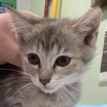 Plaid -  Domestic Short Hair Cat for Adoption in Cincinnati, Ohio - Plaid | PetCurious