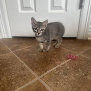 Cappucino -  Domestic Short Hair Cat for Adoption in Greenwood, Missouri - Cappucino | PetCurious