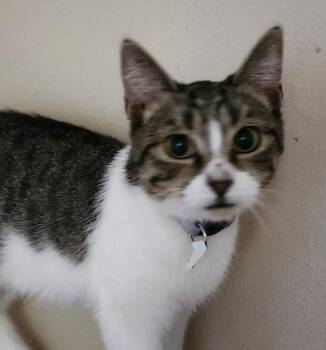 Rescue Tabby and Tuxedo Cats for Adoption in Las Cruces, New Mexico - Boyse B | PetCurious