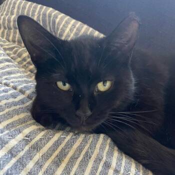 Domestic Short Hair Cats Available for Adoption - Flower | PetCurious