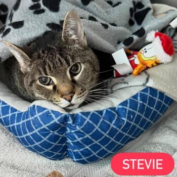 STEVIE -  Domestic Short Hair Cat for Adoption in Pegram, Tennessee - STEVIE | PetCurious