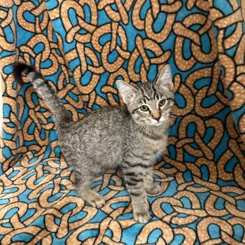 Serrano -  Domestic Short Hair Cat for Adoption in Newberg, Oregon - Serrano | PetCurious