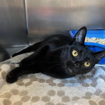 Perlah -  Domestic Short Hair Cat for Adoption in Bristol, Indiana - Perlah | PetCurious