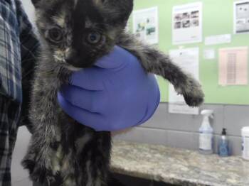 GRAVEL -  Domestic Short Hair Cat for Adoption in Omaha, Nebraska - GRAVEL | PetCurious
